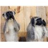 Image 7 : Trio Of African Vervet Monkeys " Speak No Evil Hear No Evil See No Evil Taxidermy