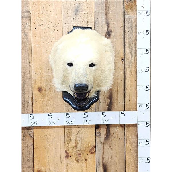 Vintage Polar Bear Head On Display Plaque Taxidermy