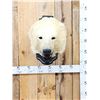 Image 1 : Vintage Polar Bear Head On Display Plaque Taxidermy