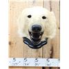 Image 2 : Vintage Polar Bear Head On Display Plaque Taxidermy