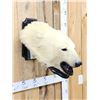 Image 3 : Vintage Polar Bear Head On Display Plaque Taxidermy