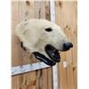 Image 4 : Vintage Polar Bear Head On Display Plaque Taxidermy