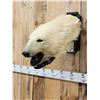 Image 5 : Vintage Polar Bear Head On Display Plaque Taxidermy