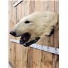 Image 6 : Vintage Polar Bear Head On Display Plaque Taxidermy