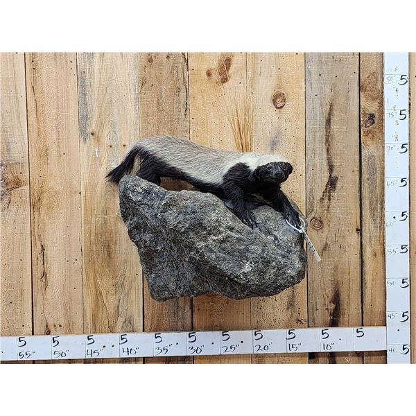 African Honey Badger Full Body Taxidermy Mount