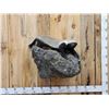 Image 1 : African Honey Badger Full Body Taxidermy Mount