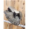 Image 2 : African Honey Badger Full Body Taxidermy Mount