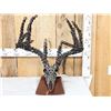 Image 1 : Hand Fabricated Metal Whitetail Deer Skull Sculpture
