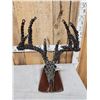 Image 3 : Hand Fabricated Metal Whitetail Deer Skull Sculpture