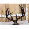 Image 7 : Hand Fabricated Metal Whitetail Deer Skull Sculpture