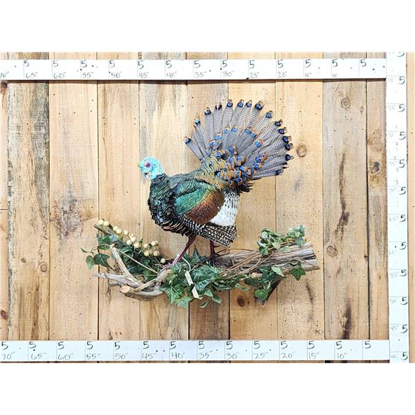 Ocellated Turkey Full Body Bird Taxidermy
