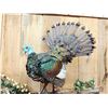 Image 2 : Ocellated Turkey Full Body Bird Taxidermy
