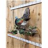 Image 3 : Ocellated Turkey Full Body Bird Taxidermy