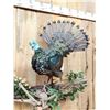 Image 4 : Ocellated Turkey Full Body Bird Taxidermy