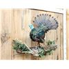 Image 5 : Ocellated Turkey Full Body Bird Taxidermy