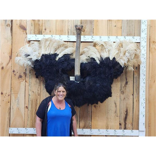 Spectacular Ostrich Shoulder mount Bird Taxidermy