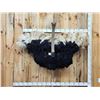 Image 2 : Spectacular Ostrich Shoulder mount Bird Taxidermy
