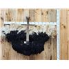Image 3 : Spectacular Ostrich Shoulder mount Bird Taxidermy