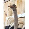 Image 5 : Spectacular Ostrich Shoulder mount Bird Taxidermy