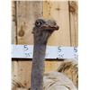 Image 6 : Spectacular Ostrich Shoulder mount Bird Taxidermy