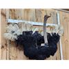Image 7 : Spectacular Ostrich Shoulder mount Bird Taxidermy