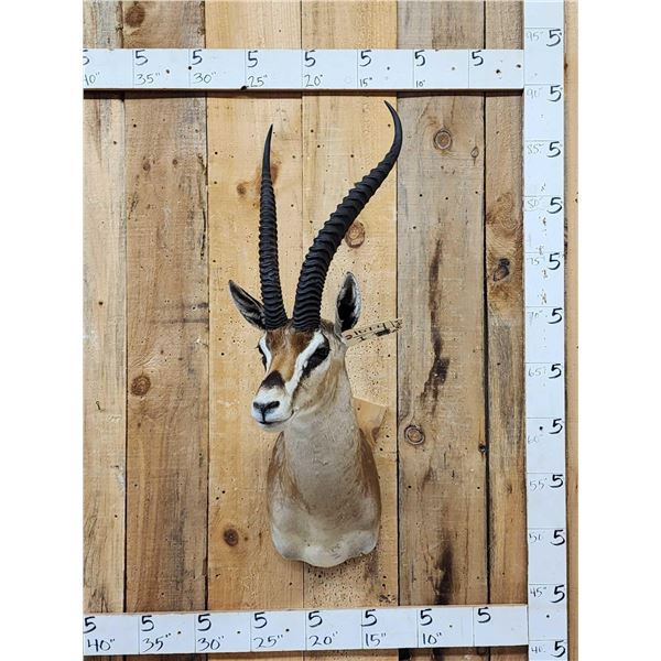 African Thompson's Gazelle Shoulder Mount Taxidermy