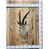 Image 1 : African Thompson's Gazelle Shoulder Mount Taxidermy