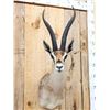 Image 2 : African Thompson's Gazelle Shoulder Mount Taxidermy