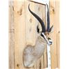 Image 3 : African Thompson's Gazelle Shoulder Mount Taxidermy