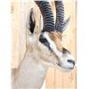 Image 4 : African Thompson's Gazelle Shoulder Mount Taxidermy