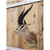 Image 5 : African Thompson's Gazelle Shoulder Mount Taxidermy