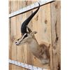 Image 6 : African Thompson's Gazelle Shoulder Mount Taxidermy