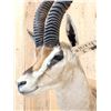 Image 7 : African Thompson's Gazelle Shoulder Mount Taxidermy