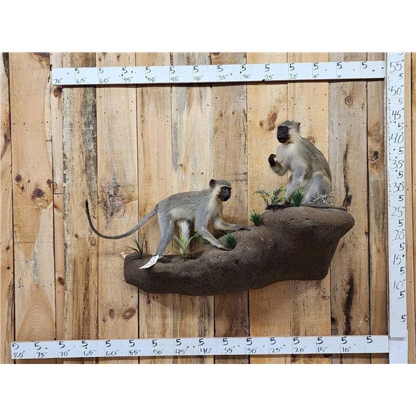 2 African Vervet Monkeys Playing On A Rock Full Body Taxidermy Mount