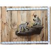 Image 1 : 2 African Vervet Monkeys Playing On A Rock Full Body Taxidermy Mount