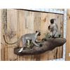 Image 2 : 2 African Vervet Monkeys Playing On A Rock Full Body Taxidermy Mount