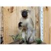 Image 3 : 2 African Vervet Monkeys Playing On A Rock Full Body Taxidermy Mount