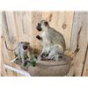 Image 4 : 2 African Vervet Monkeys Playing On A Rock Full Body Taxidermy Mount