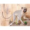Image 5 : 2 African Vervet Monkeys Playing On A Rock Full Body Taxidermy Mount