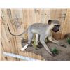 Image 6 : 2 African Vervet Monkeys Playing On A Rock Full Body Taxidermy Mount