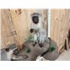 Image 7 : 2 African Vervet Monkeys Playing On A Rock Full Body Taxidermy Mount