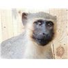 Image 8 : 2 African Vervet Monkeys Playing On A Rock Full Body Taxidermy Mount