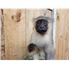 Image 9 : 2 African Vervet Monkeys Playing On A Rock Full Body Taxidermy Mount