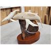 Image 11 : Alaskan Inuit Carved Ehale Cow & Calf In Bone