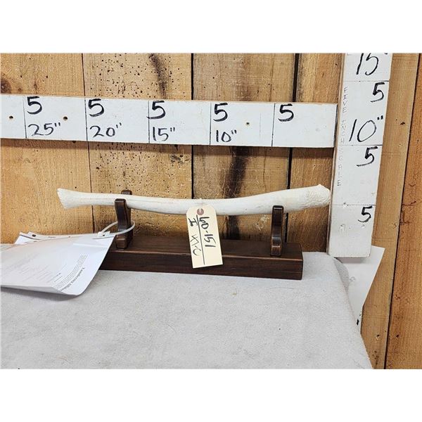 Alaskan Walrus Oosik Penis Bone Taxidermy