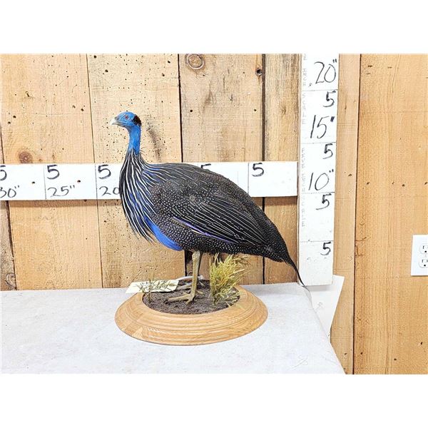 Vulturine African Guinea Fowl Full Body Bird Taxidermy