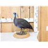 Image 1 : Vulturine African Guinea Fowl Full Body Bird Taxidermy