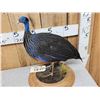 Image 2 : Vulturine African Guinea Fowl Full Body Bird Taxidermy