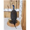 Image 3 : Vulturine African Guinea Fowl Full Body Bird Taxidermy