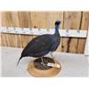 Image 4 : Vulturine African Guinea Fowl Full Body Bird Taxidermy
